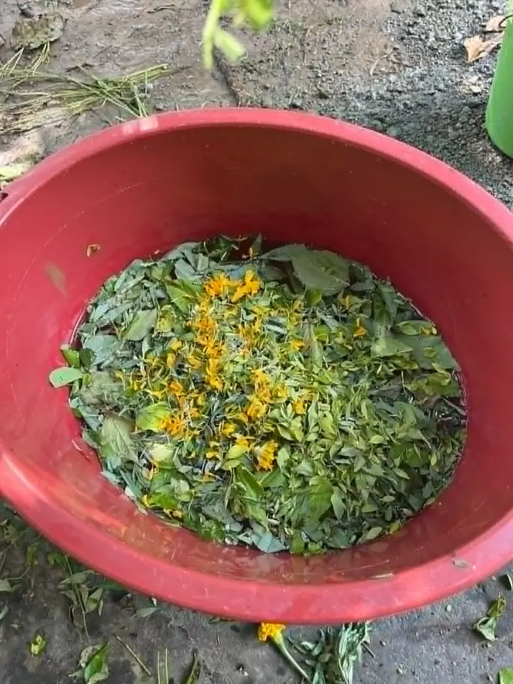 Freshly prepared leaves and yellow flowers in a red basin.